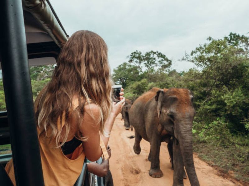 Wildlife Park Private Transfers